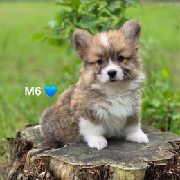 M6 - Red male Pembroke Welsh Corgi puppy in Jacksonville, Texas from ArmnalegRanch LLC