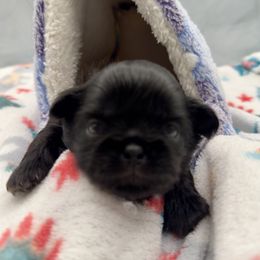 Denim - Black male Shih Tzu puppy in Rhode Island from Sacred Light Shihtzu
