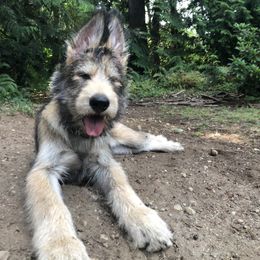 "Sire- Marius at 16 weeks old" Berger Picard and Old English Sheepdog Puppies from Stargazer OES and Bergers Picards des Etoiles