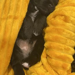 Schnoodle Puppies from Noodle Tings Puppies