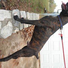 Australian Cattle Dogs and Boxers from Wahachee Creek Kennel