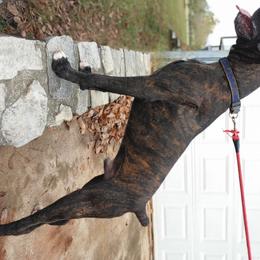 Australian Cattle Dogs and Boxers from Wahachee Creek Kennel