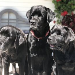 Labrador Retriever All Grown Up from Shadowfax Labradors