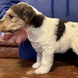 Girl 2 - White black and tan female Wire Fox Terrier puppy in Morgantown, Indiana from Birchhurst Kennels Indiana