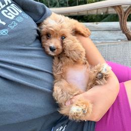 Blizzard - Red male Cavapoo puppy in Deming, Washington from Heavenly Puppies to Love