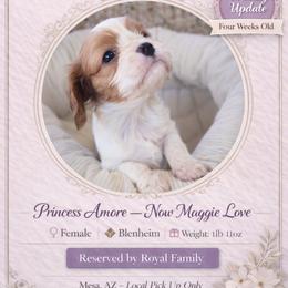 Princess Amore - Blenheim female Cavalier King Charles Spaniel puppy in Mesa, Arizona from Comfort Royalty Cavaliers