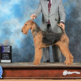 Mack - Airedale Terrier