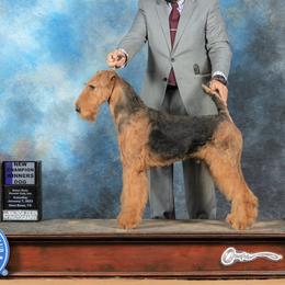 Mack - Airedale Terrier