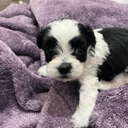 Shihpoos and Shih Tzus from Bayonne Shih Tzu’s