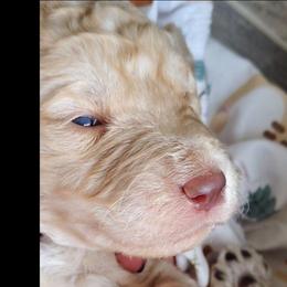 Red Collar - Cream male Goldendoodle puppy in Willow Springs, Missouri from Todd Family Homestead
