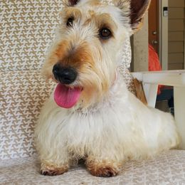 Sorcha - Scottish Terrier