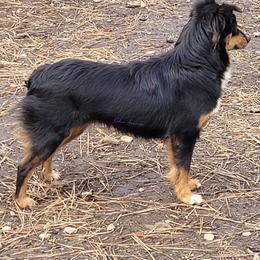Pirate - Miniature Australian Shepherd