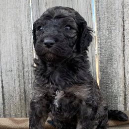 Poodle Puppies from L&K’s Standard Poodles