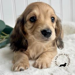 English Cream - Cream male Dachshund puppy in Nampa, Idaho from Long_and_Low_Dachshunds
