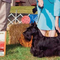 Scottish Terriers from XTC Scottish Terriers