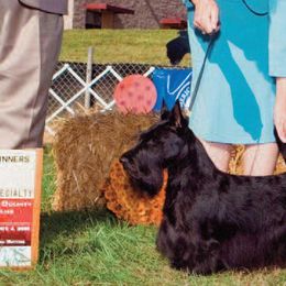 Scottish Terriers from XTC Scottish Terriers