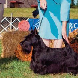 Scottish Terriers from XTC Scottish Terriers