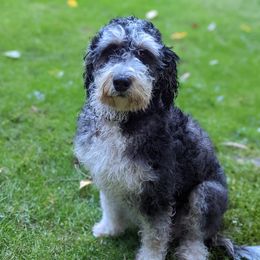 Bella - Bernedoodle