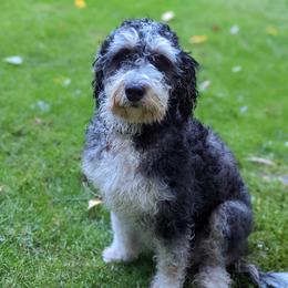 Bella - Bernedoodle