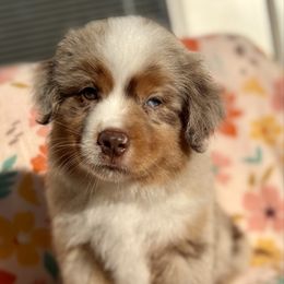 Pebble - Red merle male Miniature Australian Shepherd puppy in Spiro, Oklahoma from Dandies Herding Buddies