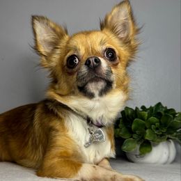 Muffin - Chihuahua