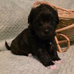 Opal - Black and white female Schnoodle puppy in Arkansas from Harper's Pups