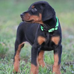 Jude - Black and rust male Doberman Pinscher puppy in Winchester, Ohio from 32 Farms