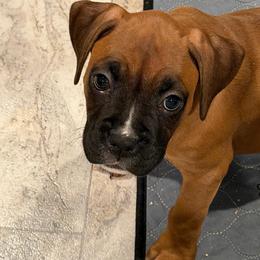 Molly - Fawn female Boxer puppy in Garland, North Carolina from Magen's Boxers