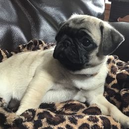 Girl 2 - Pug puppy from Khloe’s WV Pugs