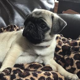 Girl 2 - Pug puppy from Khloe’s WV Pugs