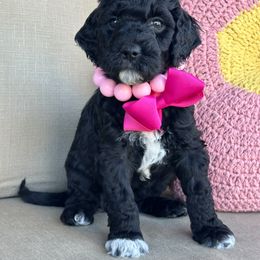 Almond Joy - Black Goldendoodle puppy in Florence, South Carolina from Candy Doodles