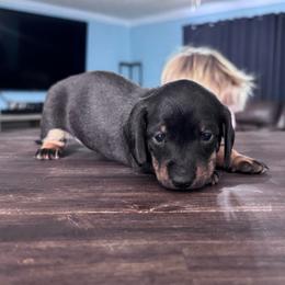 Lucky - Black and tan male Dachshund puppy in Live Oak, Florida from Johnson’s Weiner Farm