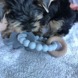 Yorkshire Terrier Puppies from MagnoliaYorkies