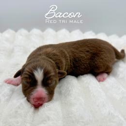 Bacon - Red tri-color male Australian Shepherd puppy in Fort Pierce, Florida from JS Aussies
