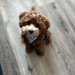 Bohdi - Cavapoo