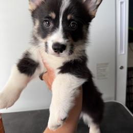 Chucky - Black and tan male Pembroke Welsh Corgi puppy in St Clair, Missouri from A Spot Of Blue Great Danes/ Marshland Corgis