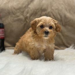 Tazer - Red male Yorkipoo puppy in Oakland, Kentucky from Imperial Dogs