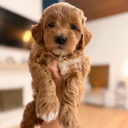 Boy 3 - Apricot male Goldendoodle puppy in North Royalton, Ohio from Johnson's Doodles