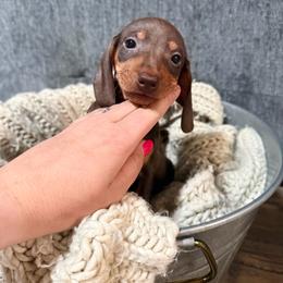G - Chocolate and tan female Dachshund puppy in Crossville, Tennessee from Golden Mini Farm