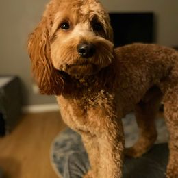 Goldendoodle and Poodle Puppies from Gorgeous Goldendoodles