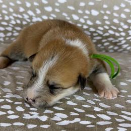 Green Collar Male - Red male Pembroke Welsh Corgi puppy in Victoria, Texas from Clear Creek Corgis
