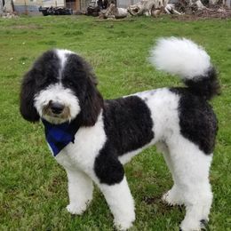 Cowboy - Sheepadoodle