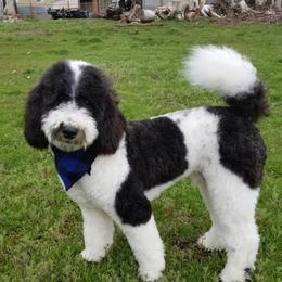Cowboy - Sheepadoodle