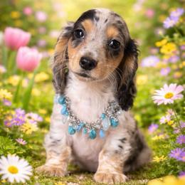 Wrangler - Black and tan male Dachshund puppy in Lincoln, Arkansas from Red Dirt Dachshunds
