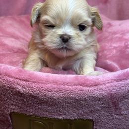 Ckc Reign - Cream and white female Shih Tzu puppy in Roseville, Michigan from Diamond Paws LLC