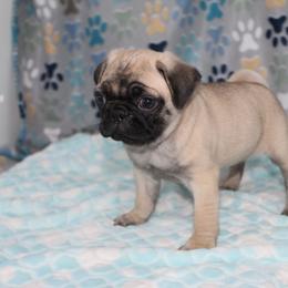 Harley - Fawn male Pug puppy in Tuscola, Illinois from Dream on puppies