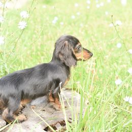Dachshund Puppies from Lil Weens