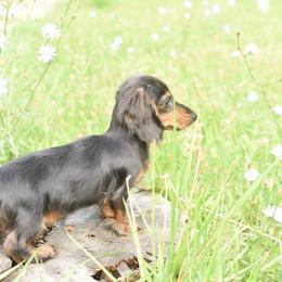 Dachshund Puppies from Lil Weens