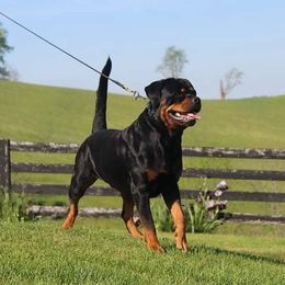 Taki - Rottweiler