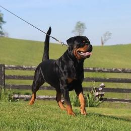 Taki - Rottweiler